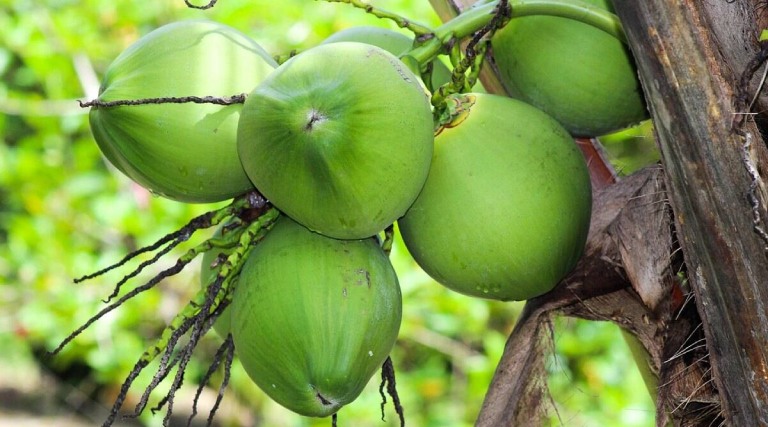 Trái dừa