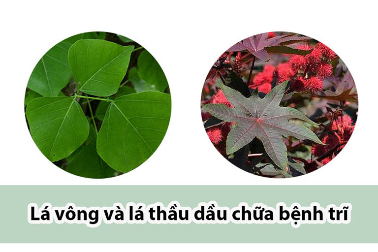 lá cây vông chữa bệnh trĩ