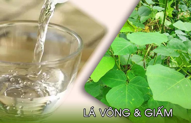 lá cây vông chữa bệnh trĩ