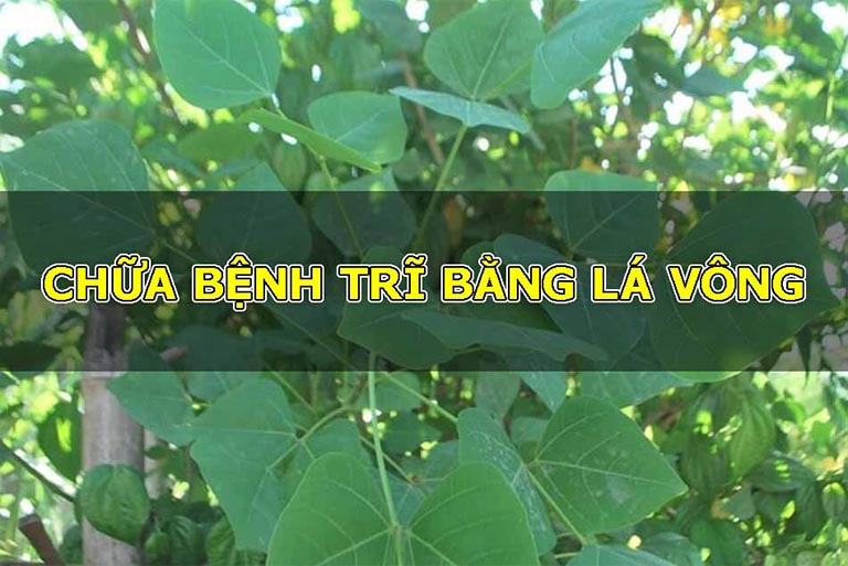 lá cây vông chữa bệnh trĩ