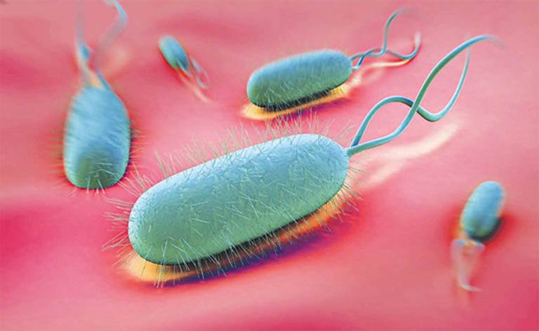 Giải đáp thắc mắc: Vi khuẩn Hp tồn tại bao lâu ở môi trường ngoài?